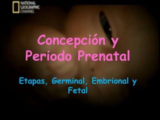 Concepción y
Periodo Prenatal
Etapas, Germinal, Embrional y
Fetal

 