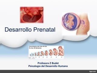 Desarrollo Prenatal




               Profesora Z Budet
        Psicología del Desarrollo Humano
 