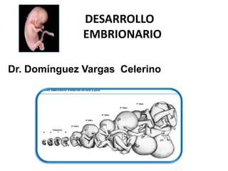 DESARROLLO
              EMBRIONARIO

Dr. Domínguez Vargas Celerino
 