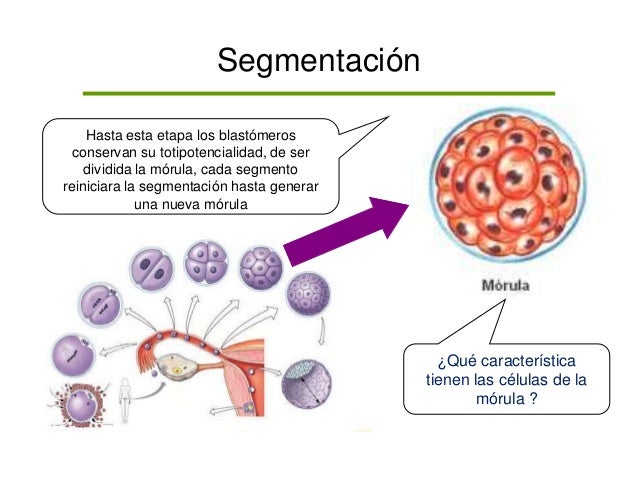 Desarrollo prenatal tema uno