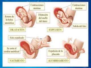 Desarrollo prenatal y nacimiento
