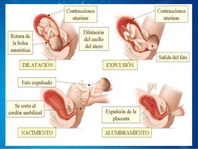 https://image.slidesharecdn.com/desarrolloprenatalynacimiento-130209174458-phpapp01/95/desarrollo-prenatal-y-nacimiento-9-638.jpg?cb=1360431965