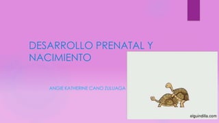 DESARROLLO PRENATAL Y 
NACIMIENTO 
ANGIE KATHERINE CANO ZULUAGA 
 