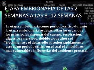 ETAPA EMBRIONARIA DE LAS 2
SEMANAS A LAS 8 -12 SEMANAS
La etapa embrionaria como periodo critico durante
la etapa embriona...