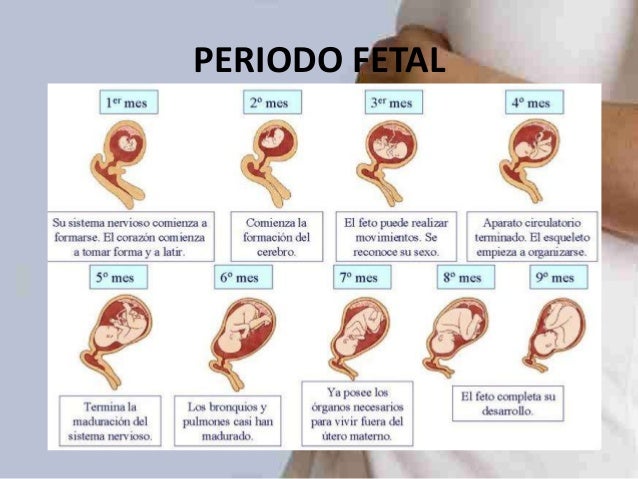 Desarrollo prenatal y nacimiento (1)