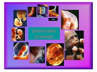 Desarrollo
prenatal
 