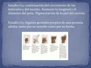  Estadio G4: continuación del crecimiento de los
 testículos y del escroto. Aumenta la longitud y el
 diámetro del pene. Pigmentación de la piel del escroto.

 Estadio G5: órganos genitales propios de una persona
 adulta, tanto por su tamaño como por su forma
 