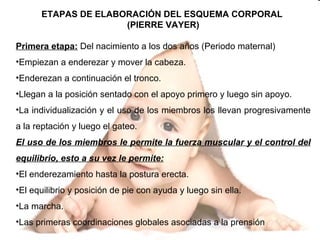 <ul><li>ETAPAS DE ELABORACIÓN DEL ESQUEMA CORPORAL  </li></ul><ul><li>(PIERRE VAYER) </li></ul><ul><li>Primera etapa:  Del...