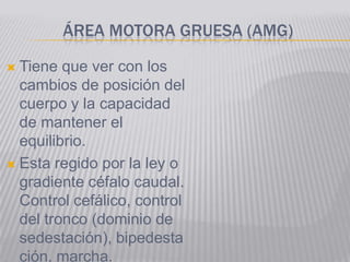ÁREA MOTORA GRUESA (AMG)

 Tiene que ver con los
  cambios de posición del
  cuerpo y la capacidad
  de mantener el
  equilibrio.
 Esta regido por la ley o
  gradiente céfalo caudal.
  Control cefálico, control
  del tronco (dominio de
  sedestación), bipedesta
  ción, marcha.
 