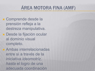 ÁREA MOTORA FINA (AMF)

 Comprende desde la
  prensión refleja a la
  destreza manipulativa.
 Desde la fijación ocular
  al dominio visual
  completo.
 Ambas interrelacionadas
  entre sí a través de la
  iniciativa ideomotríz,
  hasta el logro de una
  adecuada coordinación
 