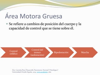 Área Motora Gruesa
 Se refiere a cambios de posición del cuerpo y la
capacidad de control que se tiene sobre él.
Control
cefálico
Control del
tronco
(sedestación)
Bipedestación Marcha
Dra. Carreño,Pino,”Desarrollo Psicomotor, Normal Y Patológico”.
Universidad Oviedo España, 2014. www.academia. edu
 