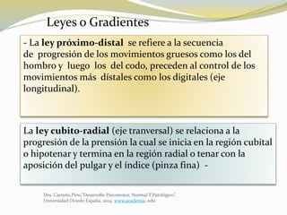 La ley cubito-radial (eje tranversal) se relaciona a la
progresión de la prensión la cual se inicia en la región cubital
o hipotenar y termina en la región radial o tenar con la
aposición del pulgar y el índice (pinza fina) -
- La ley próximo-distal se refiere a la secuencia
de progresión de los movimientos gruesos como los del
hombro y luego los del codo, preceden al control de los
movimientos más dístales como los digitales (eje
longitudinal).
Leyes o Gradientes
Dra. Carreño,Pino,”Desarrollo Psicomotor, Normal Y Patológico”.
Universidad Oviedo España, 2014. www.academia. edu
 