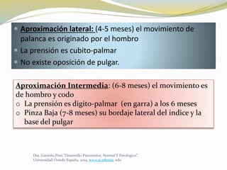 Aproximación lateral: (4-5 meses) el movimiento de
palanca es originado por el hombro
 La prensión es cubito-palmar
 No existe oposición de pulgar.
Aproximación Intermedia: (6-8 meses) el movimiento es
de hombro y codo
o La prensión es digito-palmar (en garra) a los 6 meses
o Pinza Baja (7-8 meses) su bordaje lateral del indice y la
base del pulgar
Dra. Carreño,Pino,”Desarrollo Psicomotor, Normal Y Patológico”.
Universidad Oviedo España, 2014. www.academia. edu
 