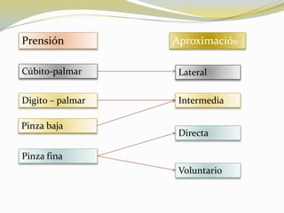 Prensión Aproximación
Cúbito-palmar
Digito – palmar
Pinza baja
Pinza fina
Lateral
Intermedia
Directa
Voluntario
 