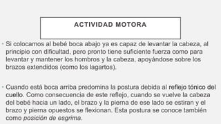 ACTIVIDAD MOTORA
• Si colocamos al bebé boca abajo ya es capaz de levantar la cabeza, al
principio con dificultad, pero pronto tiene suficiente fuerza como para
levantar y mantener los hombros y la cabeza, apoyándose sobre los
brazos extendidos (como los lagartos).
• Cuando está boca arriba predomina la postura debida al reflejo tónico del
cuello. Como consecuencia de este reflejo, cuando se vuelve la cabeza
del bebé hacia un lado, el brazo y la pierna de ese lado se estiran y el
brazo y pierna opuestos se flexionan. Esta postura se conoce también
como posición de esgrima.
 