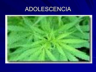 ADOLESCENCIA
 