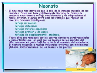 Neonato
• El niño nace más desvalido que la cría de la inmensa mayoría de los
animales. Posee una base relativamente limitada de formas de
conducta exactamente reflejo condicionadas y de adaptaciones al
medio exterior. Figuran entre ellos los reflejos que regulan las
diversas funciones fisiológicas:
reflejo de succión,
reflejos defensivos
reflejos motores especiales
reflejos prensor y de apoyo
reflejos de desplazamiento, etcétera.
Todos ellos son regulados por los centros nerviosos cerebroespinales
y subcorticales que, al igual que los órganos de los sentidos del
niño, maduran en grado suficiente hacia el momento del nacimiento.
El neonato responde a muchas influencias externas con movimientos
globales, indiferenciados, de los brazos y las piernas.
MOISES LOGROÑO G
 