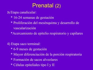 Prenatal (2)
3) Etapa canalicular:
  * 16-24 semanas de gestación
  * Proliferación del mesénquima y desarrollo de
    vascularización
  *Acercamiento de epitelio respiratorio y capilares

4) Etapa saco terminal:
   * 6-9 meses de gestación
   * Mayor diferenciación de la porción respiratoria
   * Formación de sacos alveolares
   * Células epiteliales tipo I y II
 