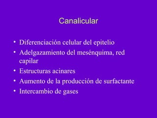 Canalicular

• Diferenciación celular del epitelio
• Adelgazamiento del mesénquima, red
  capilar
• Estructuras acinares
• Aumento de la producción de surfactante
• Intercambio de gases
 