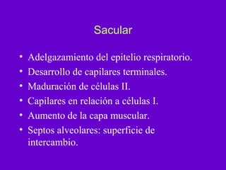 Sacular

•   Adelgazamiento del epitelio respiratorio.
•   Desarrollo de capilares terminales.
•   Maduración de células II.
•   Capilares en relación a células I.
•   Aumento de la capa muscular.
•   Septos alveolares: superficie de
    intercambio.
 