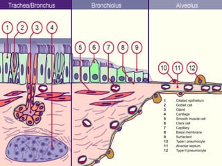 1    Ciliated epithelium
2    Goblet cell
3    Gland
4    Cartilage
5    Smooth muscle cell
6    Clara cell
7    Capillary
8    Basal membrane
9    Surfactant
10   Type I pneumocyte
11   Alveolar septum
12   Type II pneumocyte
 