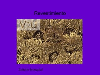 Revestimiento




Epitelio bronquial
 