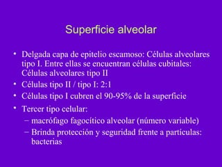 Superficie alveolar

• Delgada capa de epitelio escamoso: Células alveolares
  tipo I. Entre ellas se encuentran células cubitales:
  Células alveolares tipo II
• Células tipo II / tipo I: 2:1
• Células tipo I cubren el 90-95% de la superficie
• Tercer tipo celular:
   – macrófago fagocítico alveolar (número variable)
   – Brinda protección y seguridad frente a partículas:
     bacterias
 