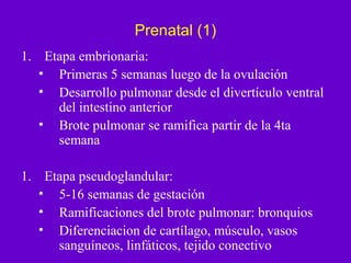 Prenatal (1)
1. Etapa embrionaria:
   • Primeras 5 semanas luego de la ovulación
   • Desarrollo pulmonar desde el divertículo ventral
     del intestino anterior
   • Brote pulmonar se ramifica partir de la 4ta
     semana

1. Etapa pseudoglandular:
   • 5-16 semanas de gestación
   • Ramificaciones del brote pulmonar: bronquios
   • Diferenciacion de cartílago, músculo, vasos
     sanguíneos, linfáticos, tejido conectivo
 