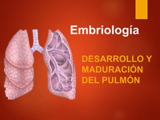 Embriología
DESARROLLO Y
MADURACIÓN
DEL PULMÓN
 
