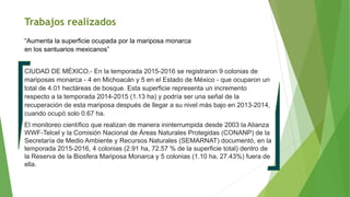 Trabajos realizados
“Aumenta la superficie ocupada por la mariposa monarca
en los santuarios mexicanos”
CIUDAD DE MÉXICO.- En la temporada 2015-2016 se registraron 9 colonias de
mariposas monarca - 4 en Michoacán y 5 en el Estado de México - que ocuparon un
total de 4.01 hectáreas de bosque. Esta superficie representa un incremento
respecto a la temporada 2014-2015 (1.13 ha) y podría ser una señal de la
recuperación de esta mariposa después de llegar a su nivel más bajo en 2013-2014,
cuando ocupó solo 0.67 ha.
El monitoreo científico que realizan de manera ininterrumpida desde 2003 la Alianza
WWF-Telcel y la Comisión Nacional de Áreas Naturales Protegidas (CONANP) de la
Secretaría de Medio Ambiente y Recursos Naturales (SEMARNAT) documentó, en la
temporada 2015-2016, 4 colonias (2.91 ha, 72.57 % de la superficie total) dentro de
la Reserva de la Biosfera Mariposa Monarca y 5 colonias (1.10 ha, 27.43%) fuera de
ella.
 
