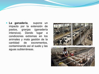  La ganadería, supone un
impacto por la extensión de
pastos, granjas (ganadería
intensiva). Dando lugar a
condiciones extremas en los
animales y mala gestión de la
cantidad de excrementos,
contaminando así el suelo y las
aguas subterráneas.
 