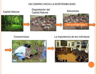 UN CAMINO HACIA LA SOSTENIBILIDAD
Capital Natural
Degradación del
Capital Natural
Soluciones
No a la tala rasa
Compromisos La importancia de los individuos
 