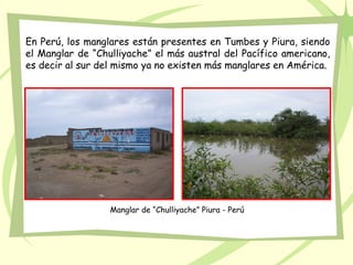 En Perú, los manglares están presentes en Tumbes y Piura, siendo
el Manglar de “Chulliyache” el más austral del Pacífico americano,
es decir al sur del mismo ya no existen más manglares en América.




                  Manglar de “Chulliyache” Piura - Perú
 