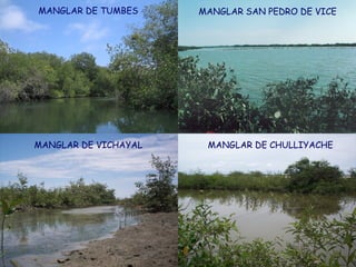 MANGLAR DE TUMBES       MANGLAR SAN PEDRO DE VICE




MANGLAR DE VICHAYAL      MANGLAR DE CHULLIYACHE




SANTUARIO NACIONAL LOS MANGLARES DE TUMBES
 
