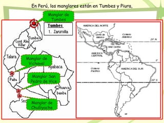En Perú, los manglares están en Tumbes y Piura,
Manglar de
Tumbes
Manglar de
Vichayal
Manglar San
Pedro de Vice
Manglar de
Chulliyache
 