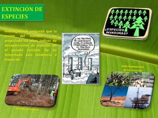 Investigadores aseguran que la
acción del hombre ha
propiciado los altos índices de
desapariciones de especies en
el pasado cercano. Se ha
fomentado esta tendencia a
través de:
 
