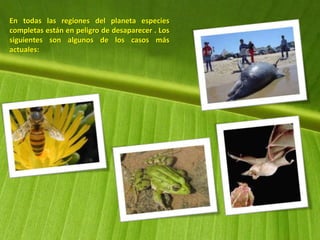 En todas las regiones del planeta especies
completas están en peligro de desaparecer . Los
siguientes son algunos de los casos más
actuales:
 