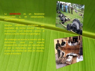 La EXTINCIÓN es un fenómeno
irreversible y, en consecuencia,
especialmente grave.
Muchas catástrofes ecológicas son
reparadas de forma natural por los
ecosistemas con bastante rapidez, al
menos a escala histórica o geológica.
Sin embargo no ocurre lo mismo con las
extinciones, pues una especie
desaparecida no puede ser reproducida,
ni por la naturaleza, que ha tardado
cientos de millones de años en crearla…
ni por el hombre.
 