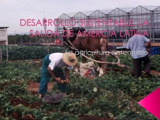 DESARROLLO SUSTENTABLE, LA SALIDA DE AMERCIA LATINA La agricultura sustentable 