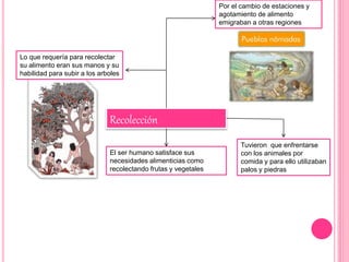 Recolección
El ser humano satisface sus
necesidades alimenticias como
recolectando frutas y vegetales
Tuvieron que enfrentarse
con los animales por
comida y para ello utilizaban
palos y piedras
Lo que requería para recolectar
su alimento eran sus manos y su
habilidad para subir a los arboles
Por el cambio de estaciones y
agotamiento de alimento
emigraban a otras regiones
 