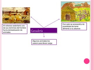 Ganadería
Al volverse sedentario uno
de sus dominios del hombre
fue la domesticación de
animales
Con esto se acrecentó a la
posibilidad de tener
alimento a su alcance
Algunos animales los
usaron para llevar carga
 