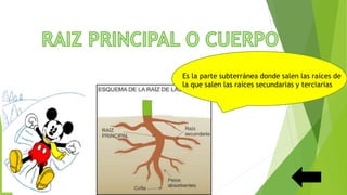 Es la parte subterránea donde salen las raíces de
la que salen las raíces secundarias y terciarias
 