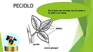 PECIOLO
Es el que une la hoja con la rama o
el tallo o la rama.
 