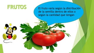 El fruto varia según la distribución
de la semilla dentro de ellos o
según la cantidad que tengan
 
