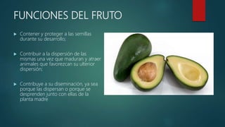 Fruto