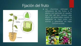 Fruto