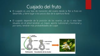 Fruto