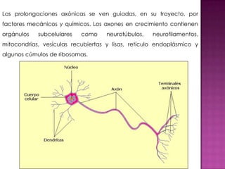 En cuanto a la evolución temporal del cerebro humano se piensa que
sucede la siguiente manera:


 Inducción neuronal (3-4...