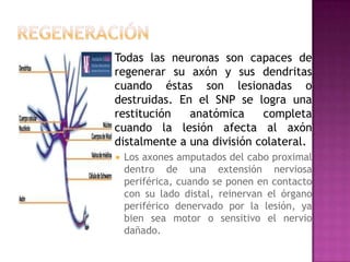  Cuando  se lesiona un
 grupo de neuronas en el
 SNC, un segundo grupo
 lejos de la vía pero con
 la misma función puede
...