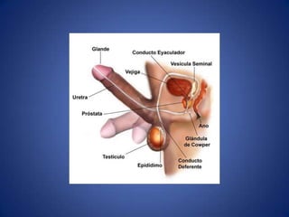 La glándula tiroides Cómo ocurre?